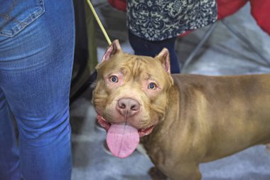 Kırmızı Amerikan Staffordshire Terrier kırpılmış kulakları kapalı ile. Onun dilini çıkarmış, üstten görünüm kameraya köpeğe benziyor.