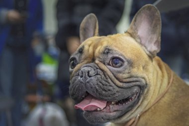 Portre köpek Fransız buldozer. Fotoğrafı kapatın. Kahverengi Fransız buldozer.