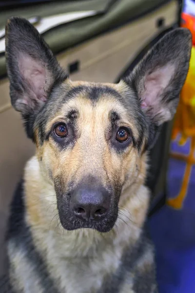 Portre özenli Alman çoban köpek yakın çekim. Büyük köpek büyük dik kulaklı. Kahverengi baş Alman çoban köpek oturma ve ararken. — Stok fotoğraf