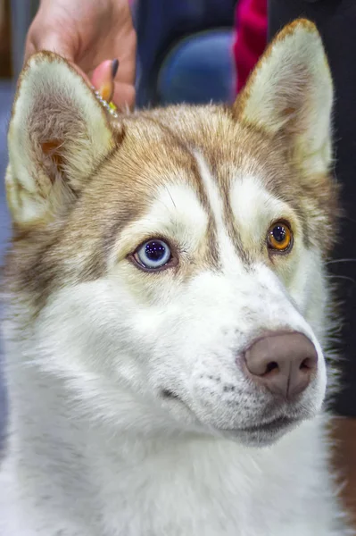 多色多色目と茶色のかわいいシベリアン ハスキー犬横、正面に見えます。クローズ アップ. — ストック写真