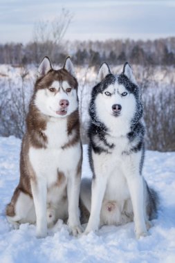 Sibirya Husky köpekleri. İki güzel Siberian büyüleyici gözleri ile dış yapraklar. Göz rengi mavi ve amber. Uyarı, enerji dolu ve sadık köpekler
