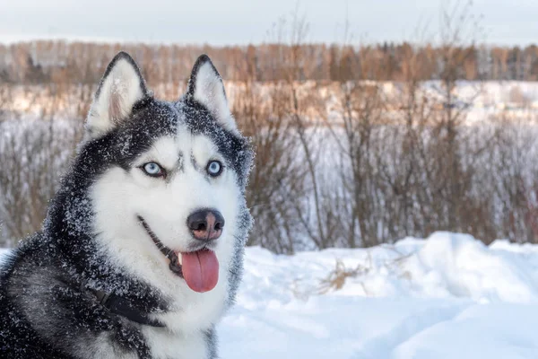胡斯基的头。快乐的狗西伯利亚哈士奇与蓝色的眼睛。冬季景观背景。可爱的肖像美丽有趣的狗. — 图库照片