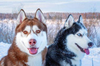 Mutlu köpek siberian dış yapraklar. Portre portre. Komik kar köpekleri yüz. 