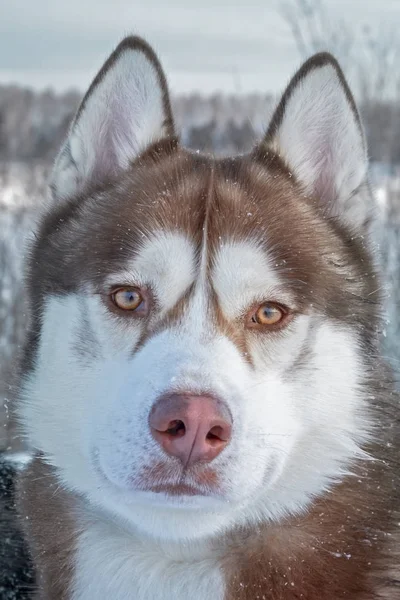 Portret psa brązowy Siberian husky. — Zdjęcie stockowe