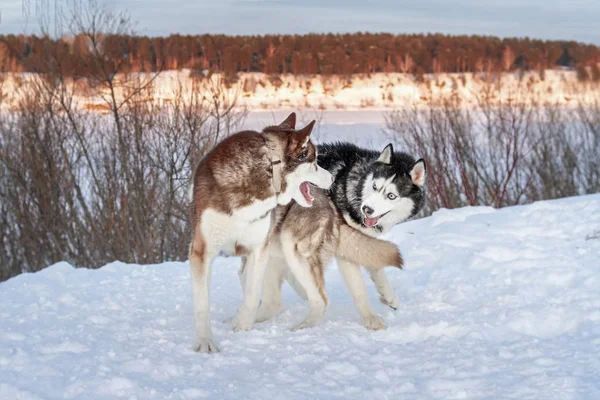 Дві собаки, Сибірський хаски грати на зимовий вечір Прогулянка в парку. Милий Сибірський хаски. — стокове фото