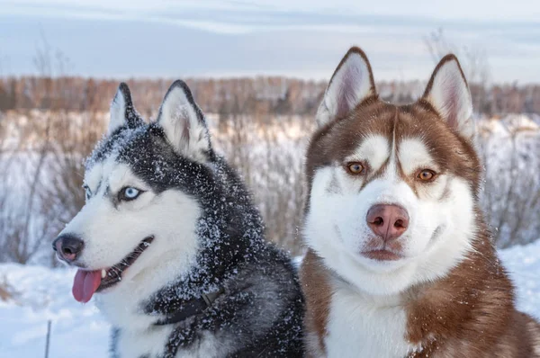 Twee Siberische Husky honden kijkt rond. Schor Honden heeft zwarte, bruine en witte vacht kleur. Close-up. Zonsondergang in de winter. — Stockfoto
