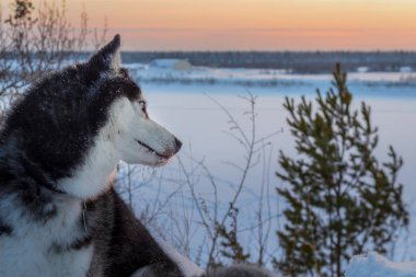 Siberian dış yapraklar geri gün batımında görünüyor. Yan görünüm portre Husky köpek kış alacakaranlık. Siyah ve beyaz ceket renk ve mavi gözler.