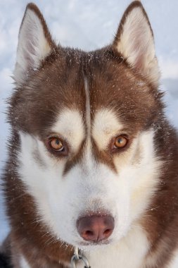 Dikkatle seviyesindeki düz seyir kehribar gözlü Sibirya Husky köpek.