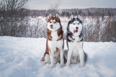 İki Sibirya Husky köpek kameraya benziyor. Siyah, kırmızı ve beyaz ceket renk Husky köpekleri var. Kış arka plan. Yakın çekim. Günbatımı.