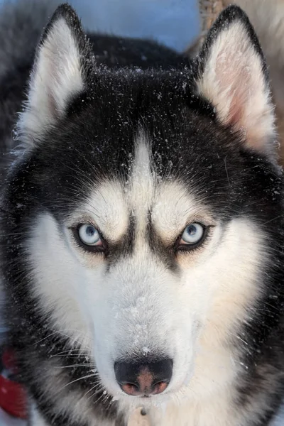 Сибірський хаски собака з блакитними очима, пильно дивлячись прямо на фотографа. — стокове фото