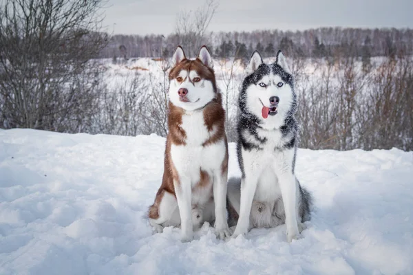 Dwa psy Siberian Husky patrzy na aparat. Husky psy ma kolor czarny, czerwony i biały płaszcz. Zima na tle. Z bliska. Zachód słońca. — Zdjęcie stockowe