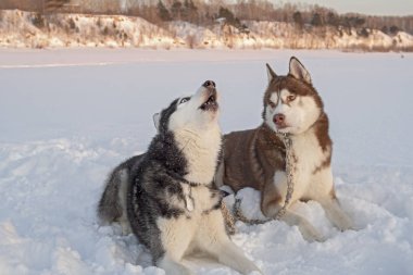 İki sevimli Sibirya husky köpek uluyor karda.