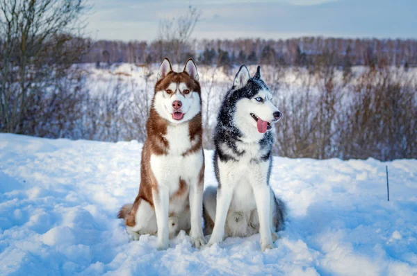 Two Siberian Husky dogs looks around.