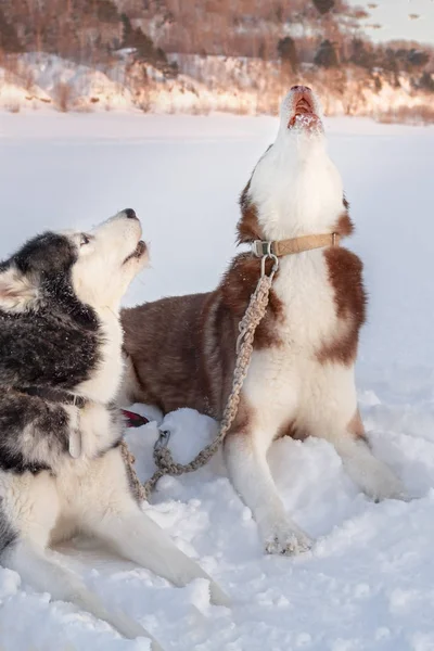 Twee Siberische husky honden howls. — Stockfoto