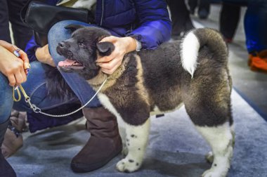 Köpek yavrusu Amerikan Akita sevecen ellerini. Adama mutlu köpek yavrusu okşadı