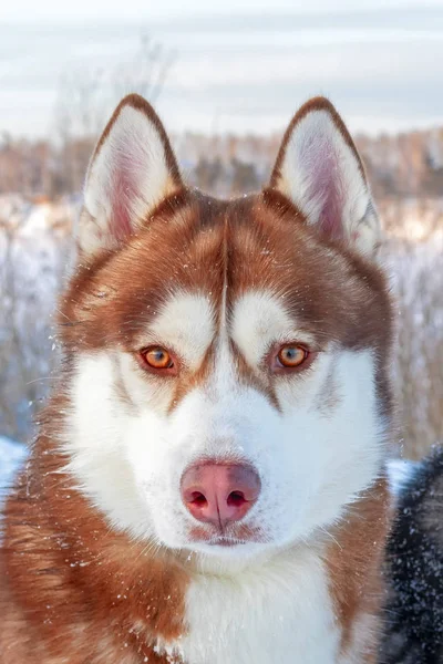 Sarı gözlü Sibirya Husky köpek. — Stok fotoğraf