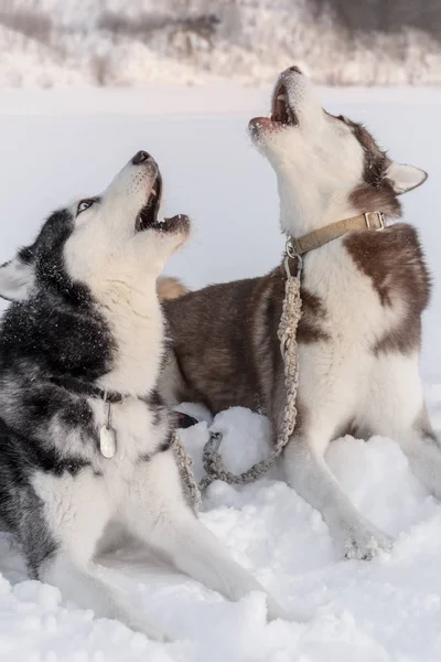 İki husky köpek kadar yüzlerini ile uluyor. Siberian dış yapraklar köpekler ağlıyor ve şarkı yani kar üzerinde — Stok fotoğraf