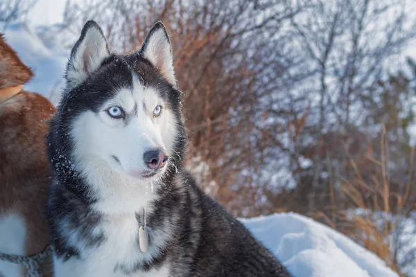 Hond op besneeuwde klif boven de kust winter rivier zitten. Portret Siberische husky hond met de blauwe ogen, zwarte en witte vacht kleur. Witte landschap — Stockfoto