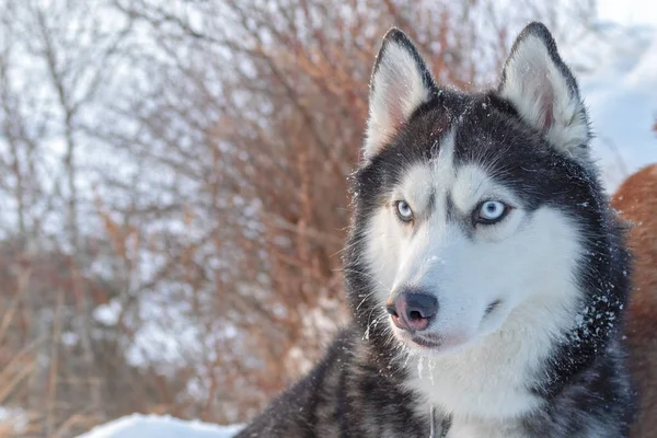 海岸の冬の川の上の雪に覆われた崖の上に犬が座っています。青い目、黒と白の毛色を持つ肖像画シベリアン ハスキー犬。冬の風景 — ストック写真