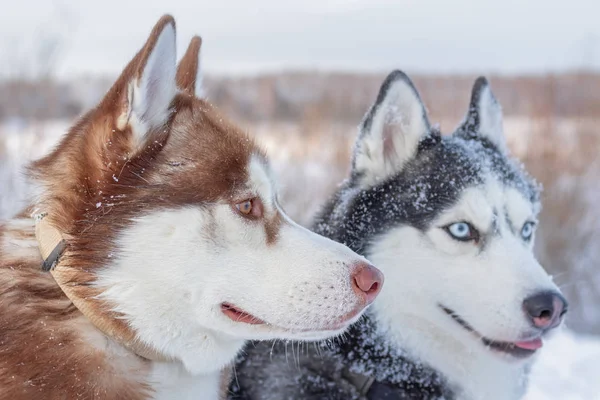 Perros en el paseo de invierno con hocicos cubiertos de nieve. Retrato dos perros husky siberianos, de cerca. Vista lateral perros adorables . — Foto de Stock