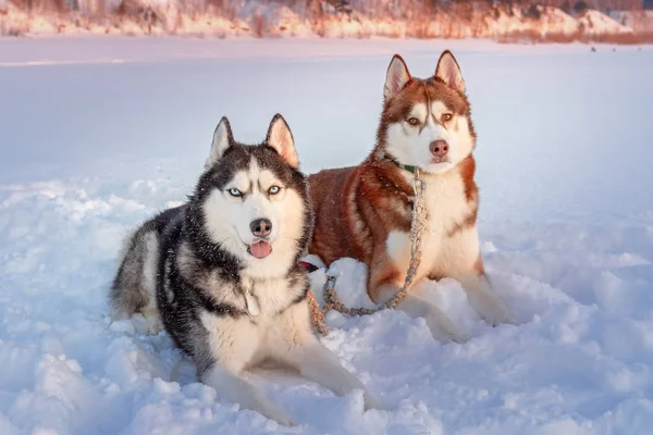 Cães Husky mentira na natureza nevada fundo branco. Férias de inverno com animais de estimação. Dois cães a olhar para a câmara . — Fotografia de Stock