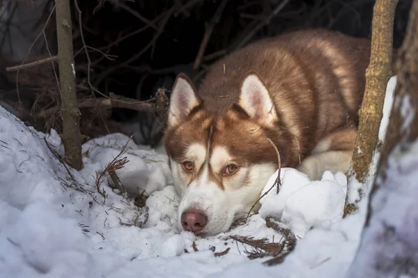 Rusten schor ras hond winter portret in hol. Siberische husky liegen, in winter woud. Huisdier kijken naar de camera — Stockfoto