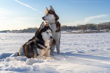 İki Sibirya Husky köpek etrafına bakıyor. Karlı beyaz arka plan. Kış günbatımı.