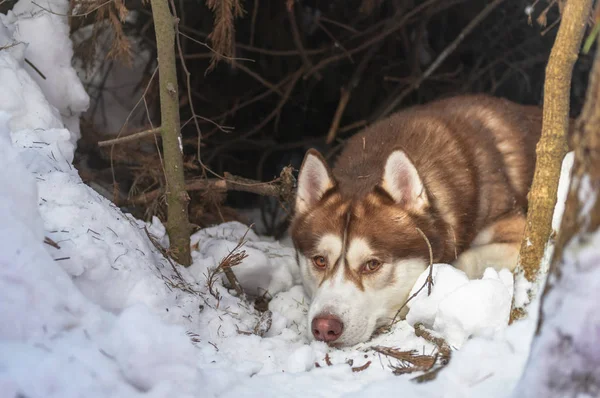 Riposo Husky razza cane ritratto invernale nella foresta invernale. Pet guardando la fotocamera — Foto Stock