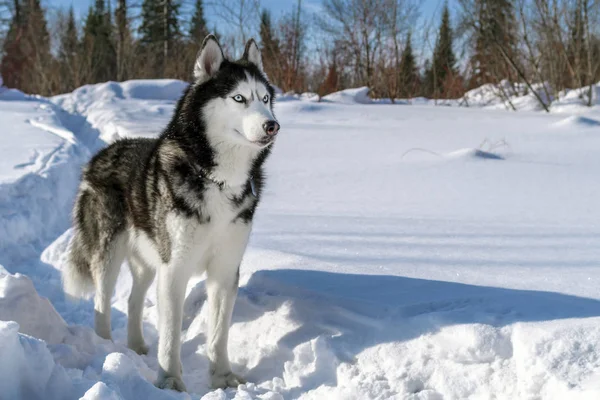 Сибірський хаски собака. Взимку портрет сніг шлях. Копія простір. — стокове фото