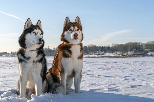 Twee Siberische Husky honden kijkt rond. Schor Honden heeft zwarte, rode en witte vacht kleur. Besneeuwde witte achtergrond. Zonsondergang in de winter. — Stockfoto