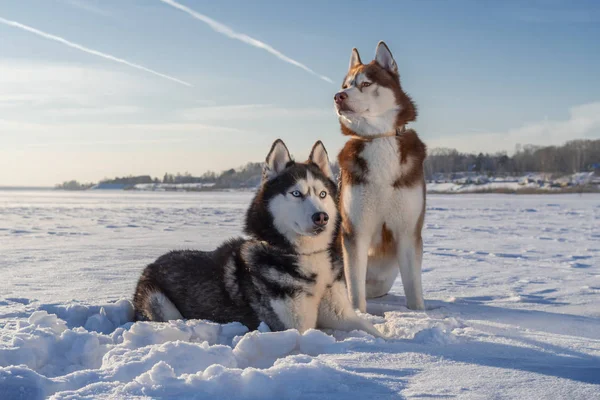 Awesome siberian husky dogs portrait on snow. Winter with blue sky. — Stock Photo, Image