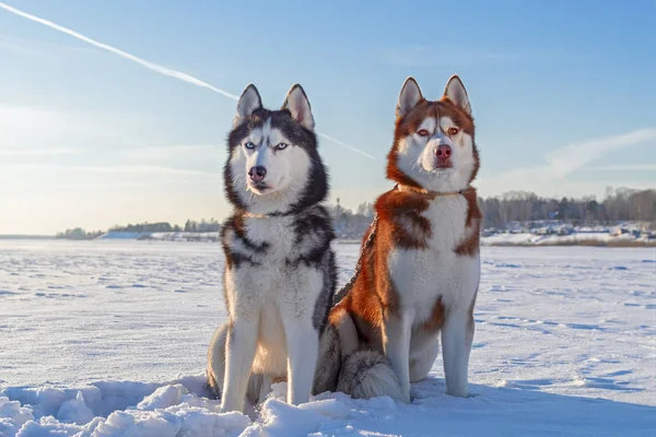 Retrato de invierno dos lindos perros husky siberianos contra el cielo azul y el campo de nieve . —  Fotos de Stock