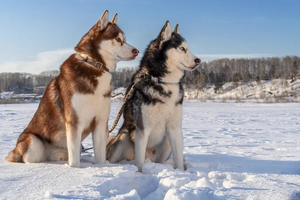 Chiens husky sibériens en promenade hivernale. Chiens Husky assis sur la neige . — Photo