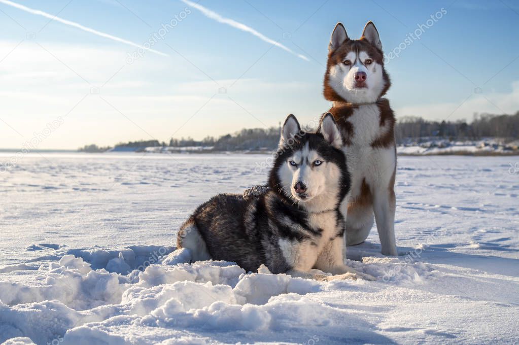 Winter portrait two Siberian husky dogs against the blue sky. Husky dogs sit on snow.