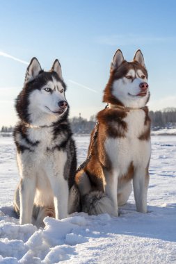 İki Sibirya Husky köpek sizi bekliyoruz. Karlı kış arka plan mavi gökyüzü ile.
