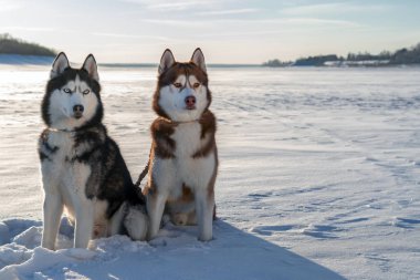 İki Sibirya Husky köpek dikkatli bir şekilde bekliyoruz. Karlı kış arka plan. 