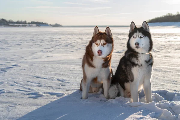 Two Siberian Husky dogs look forward carefully. Husky dogs black, red and white coat color. Snowy white background. Winter Sunset. — Stock Photo, Image