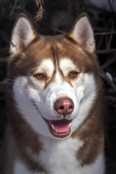 Pies Husky zimowe portret, zbliżenie. Siberian husky w zimowym lesie. — Zdjęcie stockowe