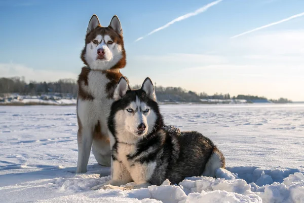 Un par de perros Husky siberianos sobre un soleado fondo invernal. Retrato de dos perros husky increíbles sentados en la nieve blanca contra un cielo azul claro —  Fotos de Stock