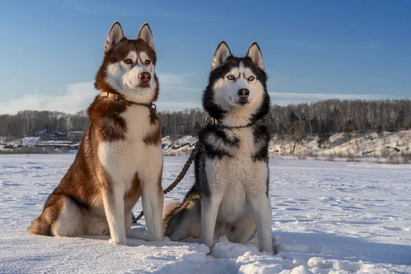 Paar Siberische Husky honden op zonnige winter achtergrond. Twee geweldige husky honden zitten in de sneeuw tegen blauwe hemel — Stockfoto