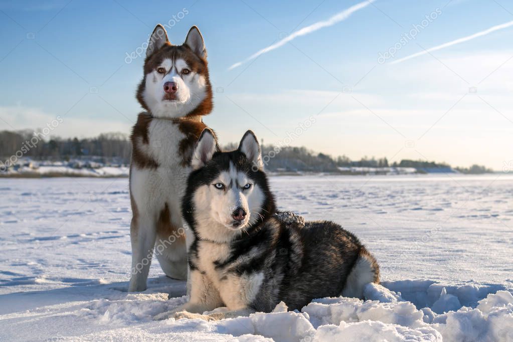Couple Siberian Husky dogs on sunny winter background. Portrait of two amazing husky dogs sitting on the white snow against a clear blue sky