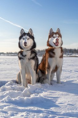 Sibirya Husky köpek kış arka plan üzerinde. Mavi gökyüzü karşı kar üzerinde oturan iki şaşırtıcı husky köpek