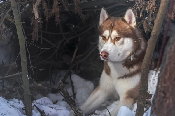 Siberian Husky dog portrait. Husky dog in winter forest on dark background. — Stock Photo, Image