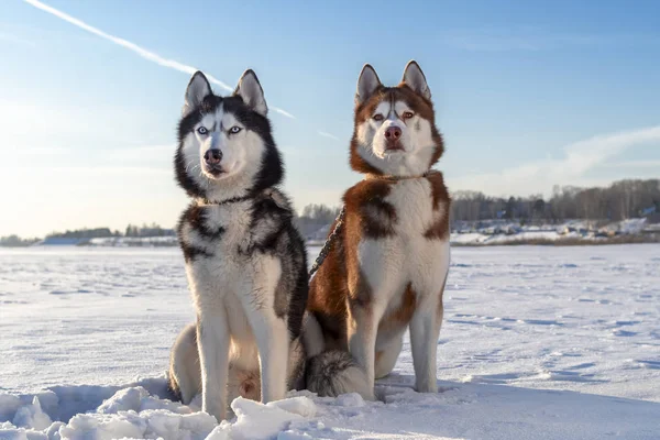 Dos perros Husky siberianos. Husky perros fondo de invierno. Nieve . — Foto de Stock