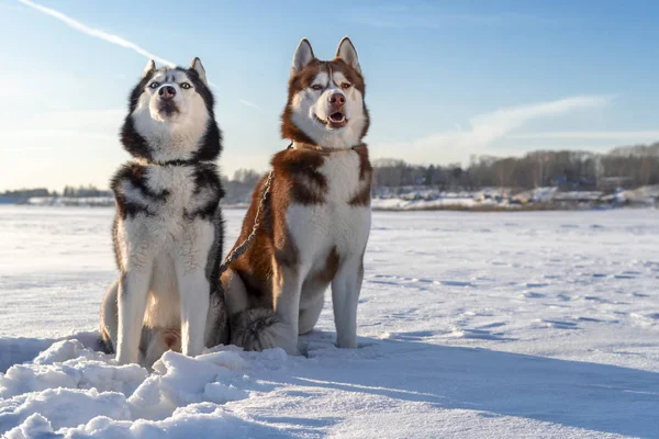 Взимку Husky собаки на фоні. Сніг. — стокове фото