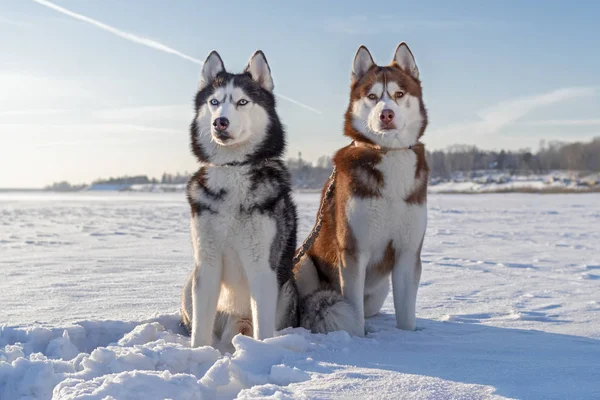 Szibériai husky kutyák tél séta. Husky kutyák ül a fehér hó. — Stock Fotó