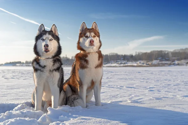 Szibériai Husky kutyák. Husky kutyák téli háttér. Hó. — Stock Fotó