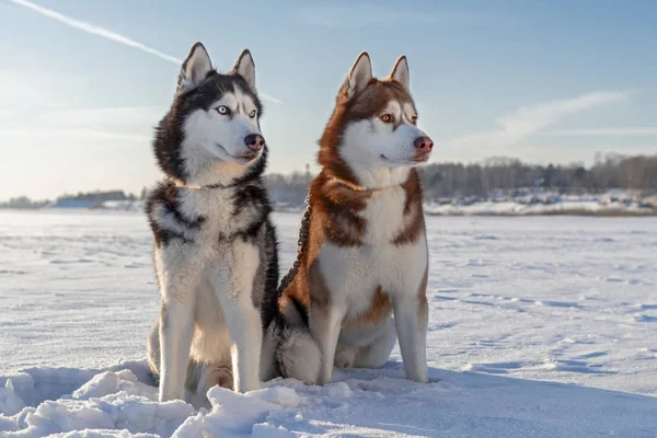 Siberische husky op witte sneeuw zitten. Winter sneeuw honden. — Stockfoto