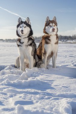 Kış manzara güzel Sibirya husky köpekleri ile. Husky köpekleri beyaz kar üzerinde oturmak.