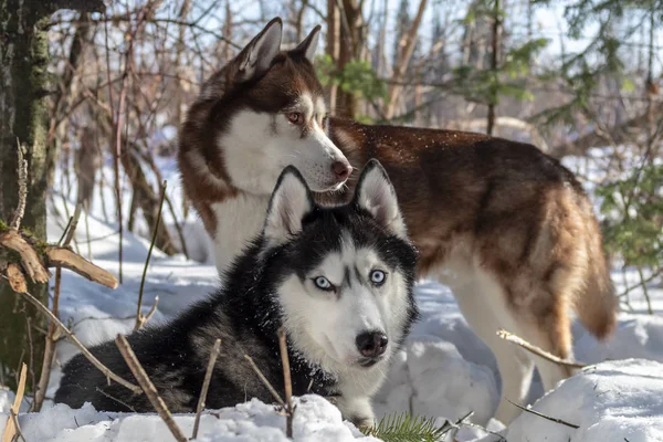 Siberian Husky hundar på vintern skog bakgrund. Två fantastiska husky hundar på snön. — Stockfoto